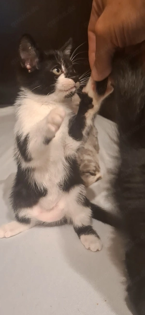 Britisch Langhaar Mix kitten zur Abholung bereit 