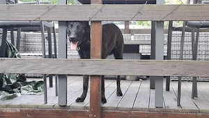 X Herder Rüde in erfahrene Hände abzugeben 