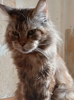 Katzen kitten Mädchen 