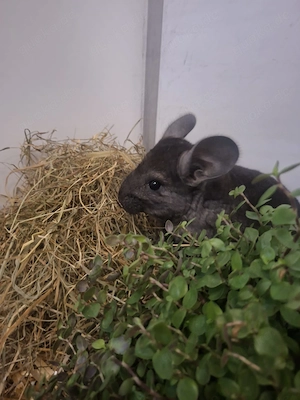 Junge Chinchilla, 2   männlich, reingehüpft in Altötting  Bild 4