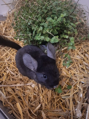 Junge Chinchilla, 2   männlich, reingehüpft in Altötting  Bild 5