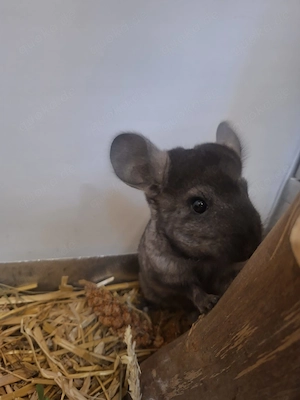 Junge Chinchilla, 2   männlich, reingehüpft in Altötting  Bild 3