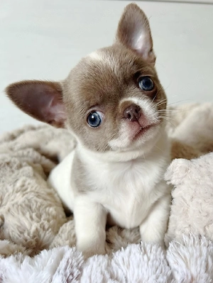 Bestens sozialisierte Chihuahua-Welpen suchen 