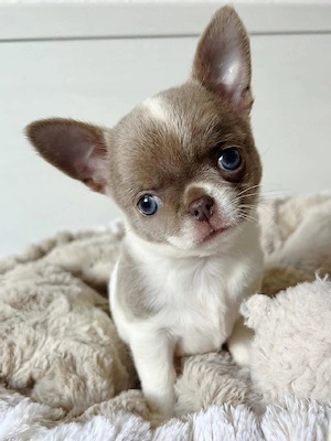 Bestens sozialisierte Chihuahua-Welpen suchen ein dauerhaftes Zuhause