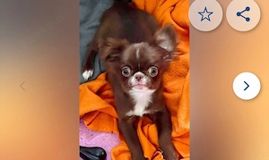 Lilac Chihuahua Rüde Wepe aus russischer Abstammung 
