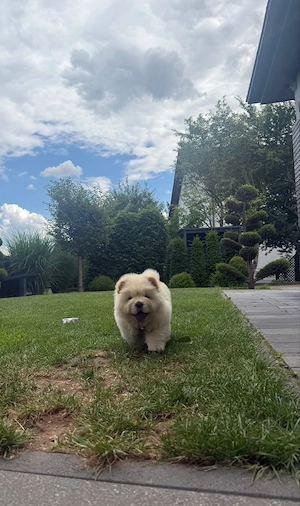 Chow chow welpe