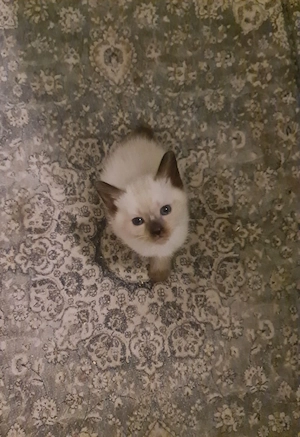Reinrassige Siam Kitten
