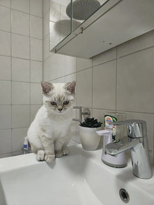 reinrassige BKH Blue Point Kitte (w)