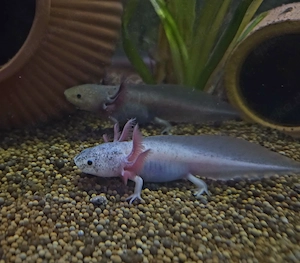 Axololt  Nachwuchs