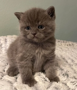 Britisch Kurzhaar Kitten