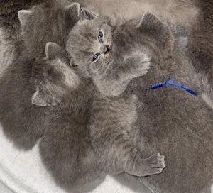 BKH KITTEN blau  grau 