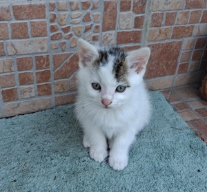 Kleiner Kater ab sofort abzugeben
