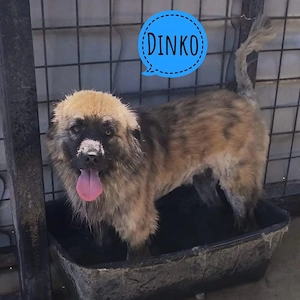 Dinko, wunderhübscher Bardino Mix, sehr menschenbezogen