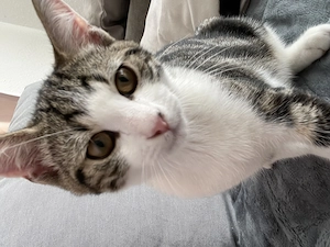 Kitten abzugeben  da zu viele Babys da sind 