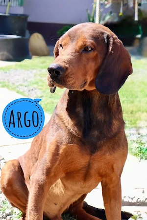 Argo, wunderhübscher Alpenländische Dachsbracke (Mix) Rüde