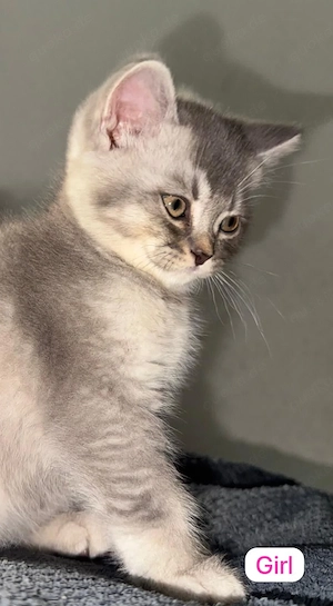    Wunderschöne Britisch Kurzhaar Kitten suchen ein liebevolles Zuhause   