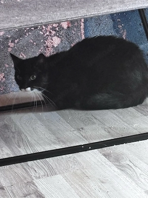Zwei 1jährige Kater Bild 2