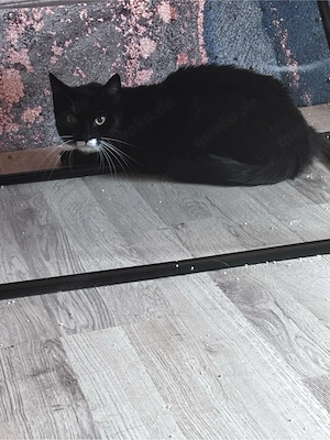 Zwei 1jährige Kater Bild 3