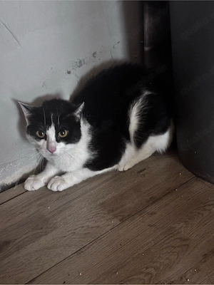 Zwei 1jährige Kater
