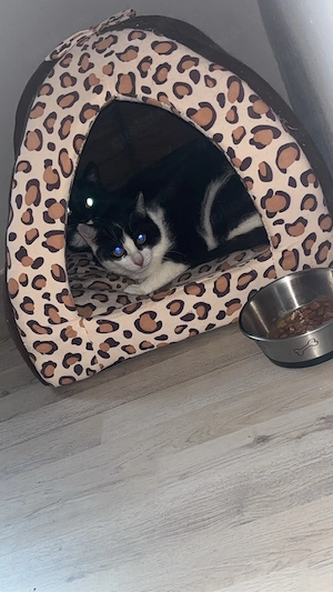 Zwei 1jährige Kater Bild 4