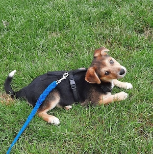 Süße Ronja sucht liebevolles Zuhause 