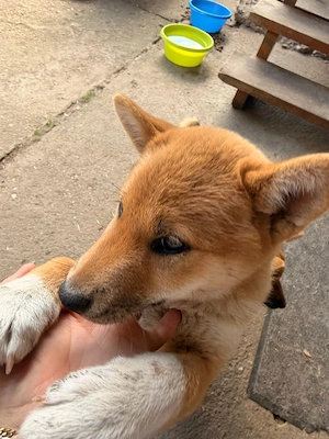 süße shiba inu Welpen