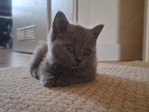 Bkh Kitten weiblich 