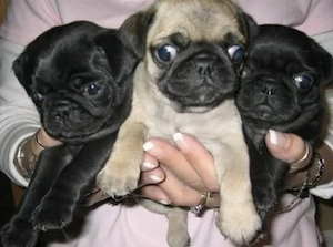 Mops Welpen 