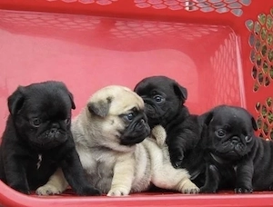 Mops Welpen 
