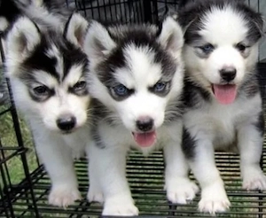 Süßer Siberian Husky Welpen  mit Blaue Augen sucht ein liebevolles Zuhause