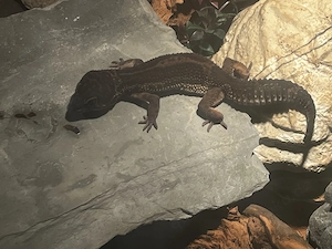 Leoparden Gecko BN mix