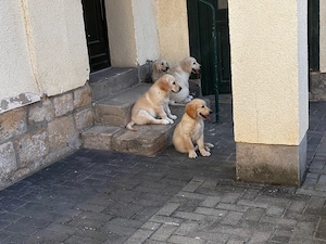 Golden Retriever abzugeben