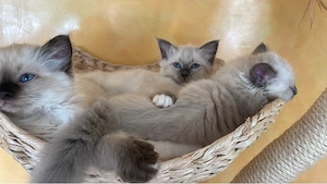 reinrassige Heilige Birma, Kitten