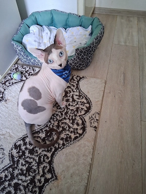 Deckkater 