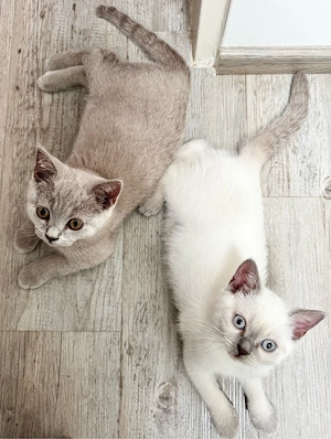 2 Hübscher reinrassige BKH Kitten Abgabe bereit!!!