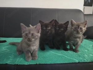 kitten in 70372