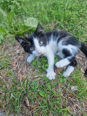 Kleiner Kater sucht neues Zuhause