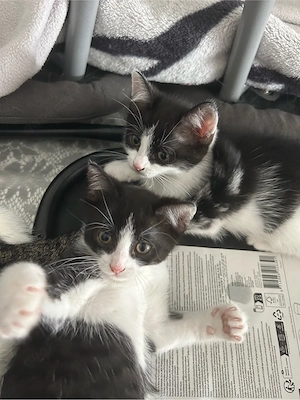 katzenbabys abgabe ende juli 