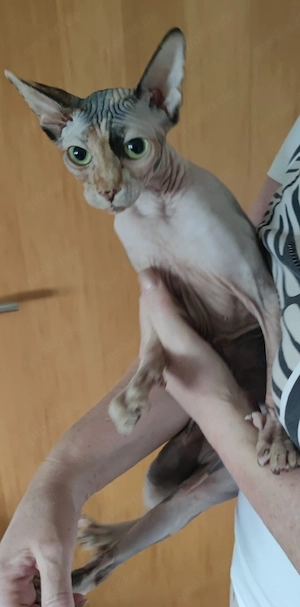 Sphynx Katze Mimi kastriert 