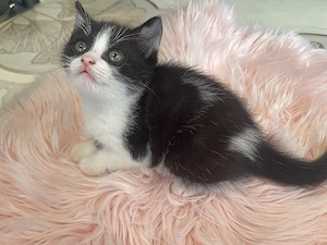 BKH Kater 