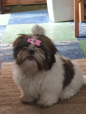 Shih Tzu Welpen suchen noch