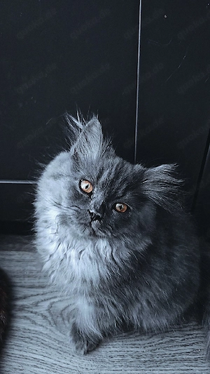 BLH Kater in Blau
