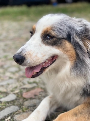 Australian Shepherd Hündin Hanni 