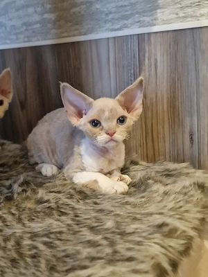 Hübsche Devon Rex Kitten können im Alter von 12 Wochen umziehen 