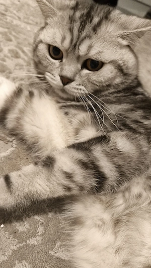 Zu verkaufen: Lieber Kater, 2 Jahre alt