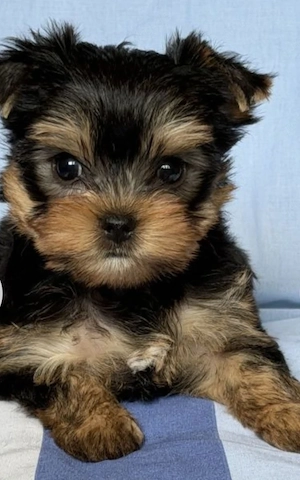 Yorkshire Terrier 