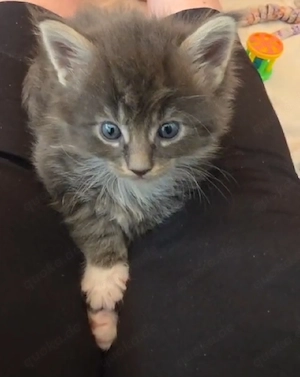 XL Maine Ccon Kitten 