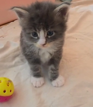 4 Maine Coon Kater 