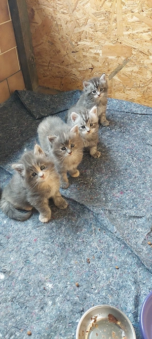 Maine coon kitten 