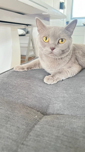 Britisch Kurzhaar (BKH) Katze in liebevolle Hände zu verschenken